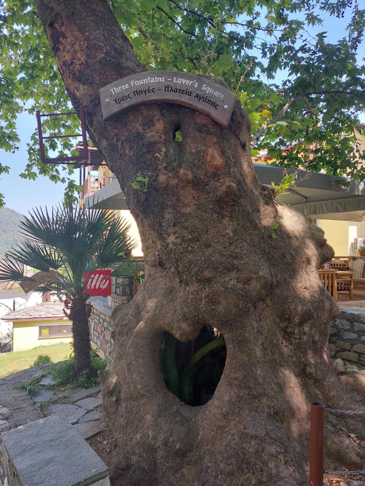 Amaya Pine Studio Panagia  Exteriér fotografie